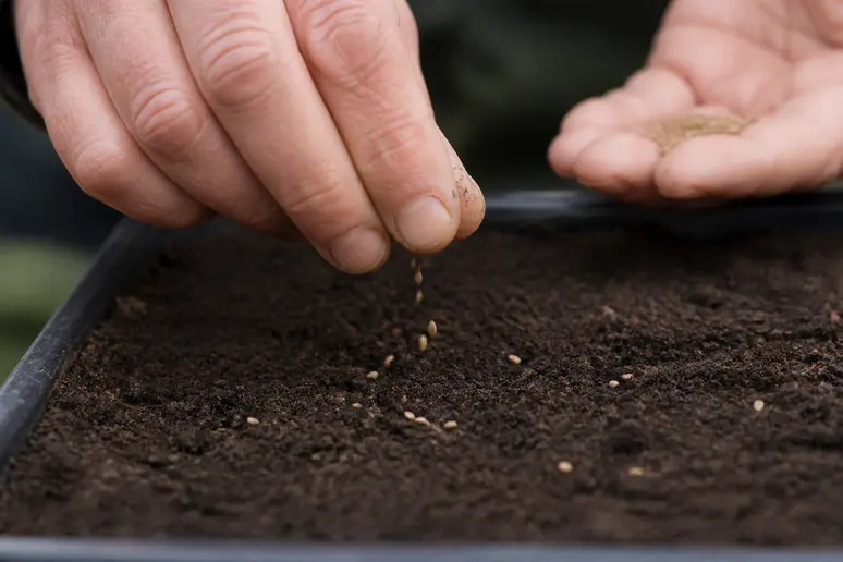Mains d'un jardinier déposant délicatement des graines pour un semis de laitue sur un terreau fin