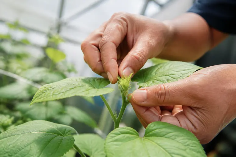 Mains d'un jardinier pinçant la tige d'un jeune plant de concombre à quatre vraies feuilles