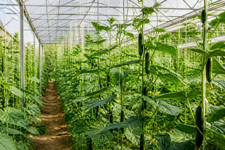 Pieds de concombres cultivés verticalement le long de tuteurs dans une serre lumineuse