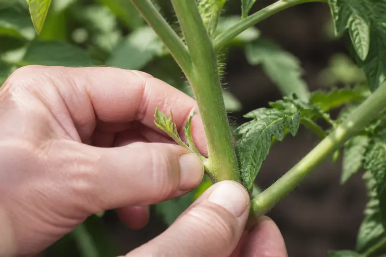 Mains d'un jardinier supprimant un gourmand sur un plant de tomate en serre