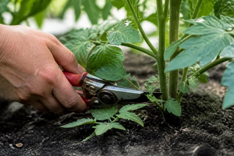 Effeuillage des feuilles basses d'un plant de tomate pour l'aération du pied