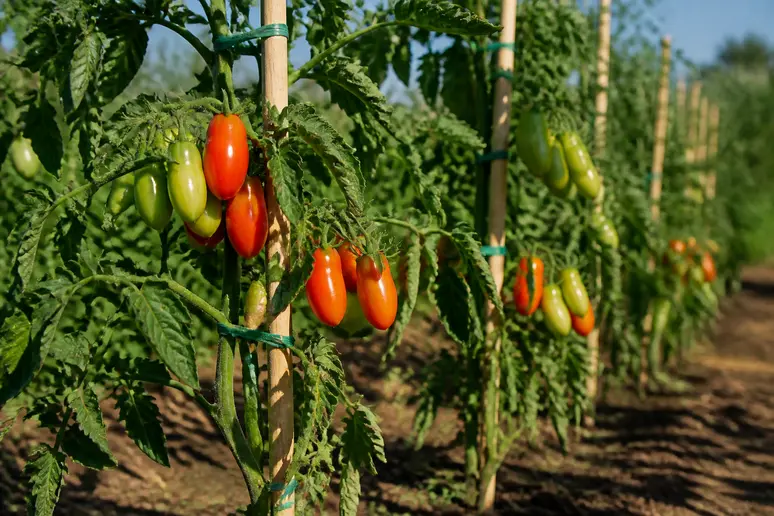Pieds de tomates cornues bien tuteurés et espacés dans un potager ensoleillé