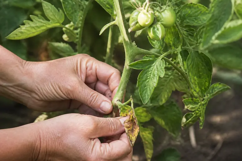 Mains d'un jardinier retirant avec soin des feuilles inférieures d'un plant de tomate Heinz.