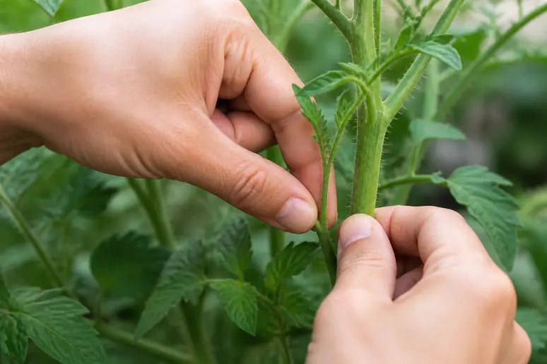 Mains d'un jardinier taillant un gourmand sur un plant de tomate Stupice.