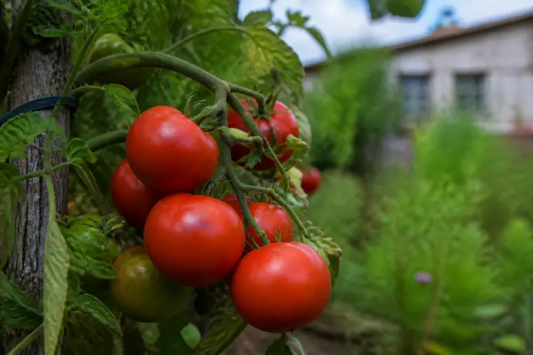 Grappes de petites tomates anciennes rouges sur un plant, illustrant une variété adaptée aux saisons courtes.