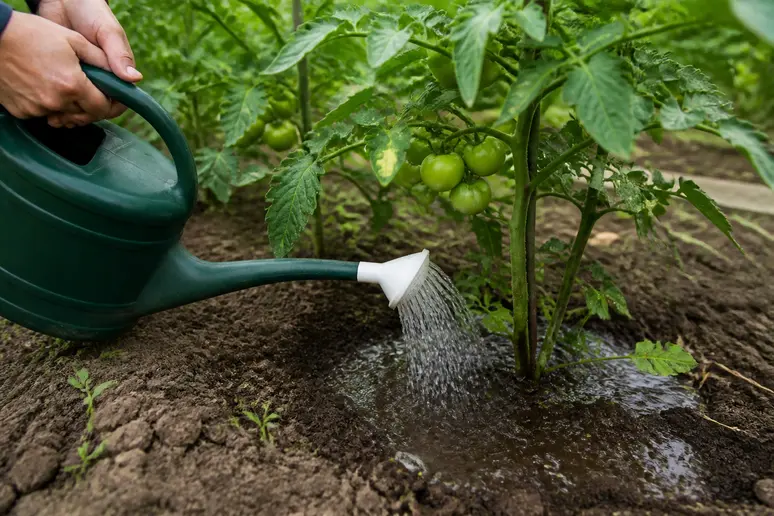 Arrosage au pied d'un plant de tomates pour favoriser un enracinement profond