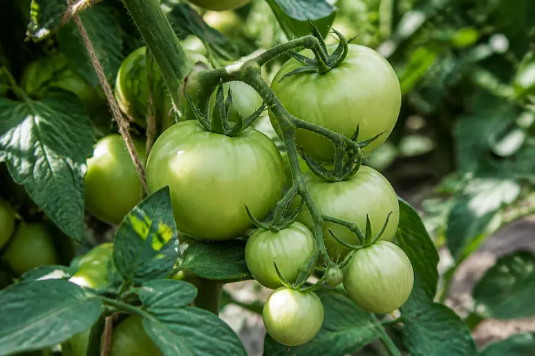 Grappes de tomates en développement sur un plant dans un potager familial