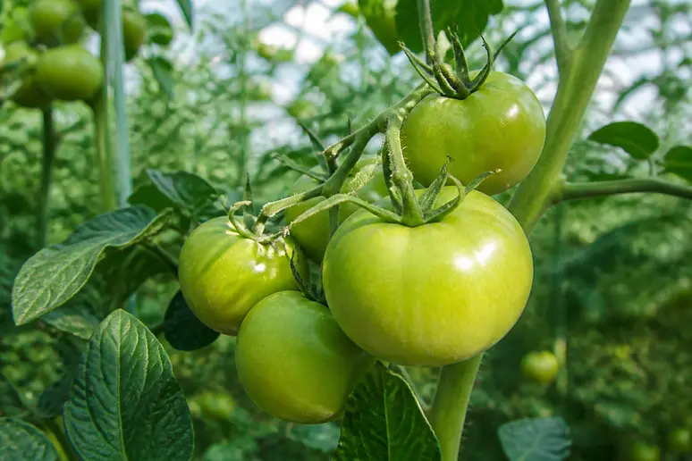 Grappe de tomates vertes bien développées suspendues sur le plant en plein été