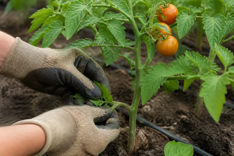 Mains de jardinier retirant une feuille basse d'un plant de tomates orange pour prévenir les maladies.