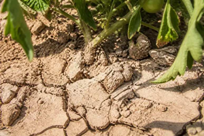 Terre de potager sèche et crayeuse autour du pied d'une tomate montrant un manque d'eau.