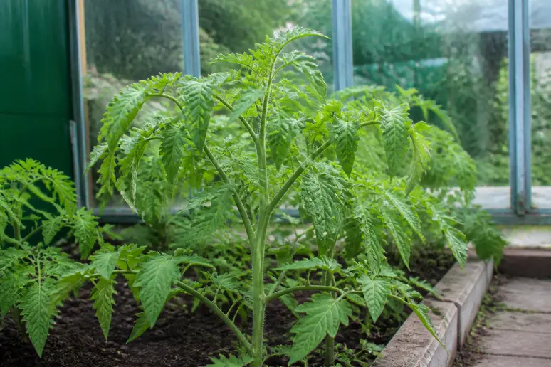 Jeunes plants de tomates cultivés sous une petite serre de jardin pour avancer la récolte.