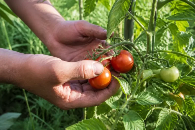 Récolte de tomates mûres sur un plant, illustration idéale pour choisir une variété tomate précoce.