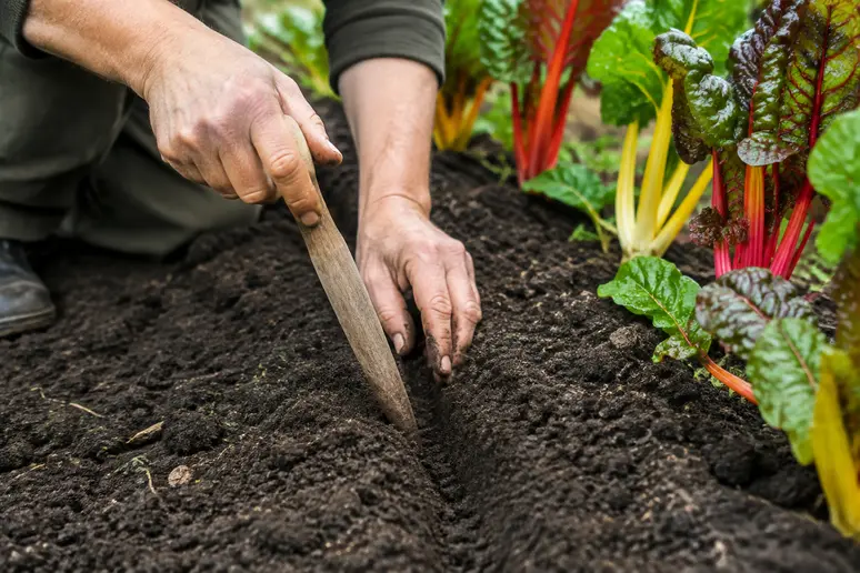 Mains traçant un sillon peu profond dans la terre pour le semis de blettes de couleur