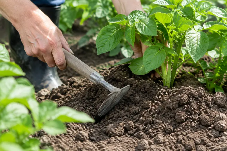 Jardinier ramenant de la terre au pied des plants lors du buttage des pommes de terre