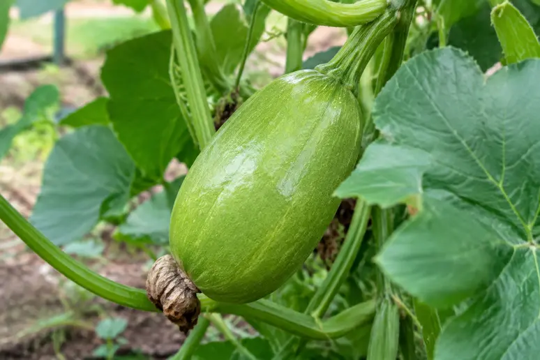 Courge spaghetti encore verte attachée à sa tige dans le potager