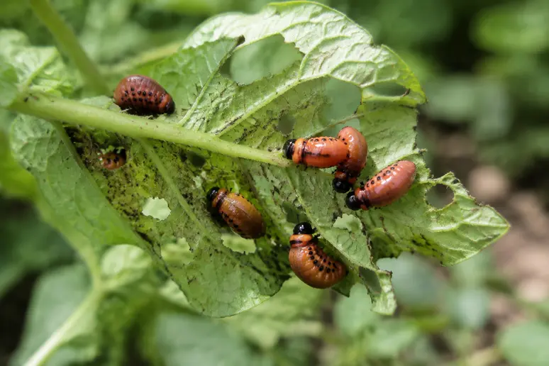 Larves de doryphores regroupées sur le feuillage de pommes de terre dans un potager