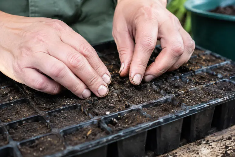 Mains d'un jardinier recouvrant délicatement des graines de melon de terreau fin dans une terrine