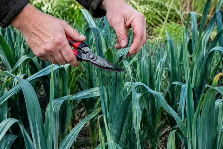 Coupe du feuillage des poireaux pour limiter l'infestation par la mineuse
