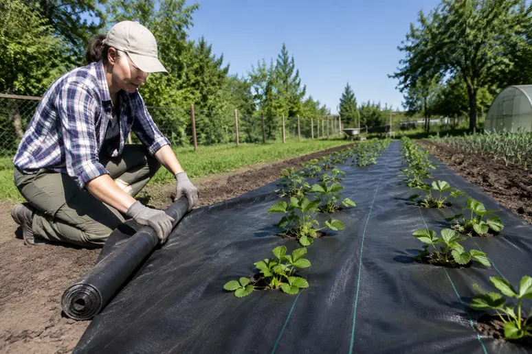 Installation d'une toile de paillage tissée sur un rang de fraisiers pour garder un sol propre