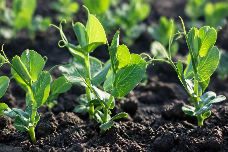 Jeunes pousses vertes de petit pois semis sortant d'une terre humide au potager.