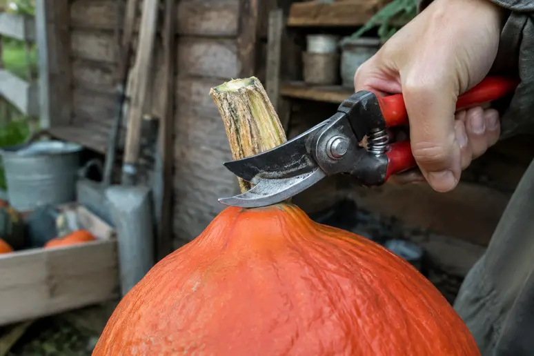 Coupe propre du pédoncule d'un potimarron récolté pour préserver la tige.