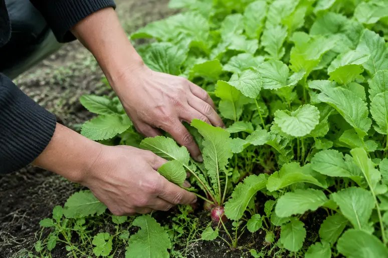 Jardinier observant un rang serré de jeunes pousses de radis dans le potager