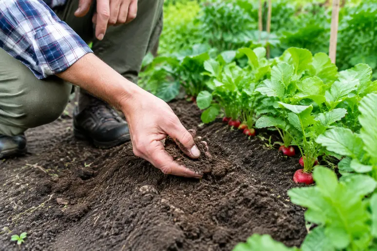 Main de jardinier testant la texture et l'humidité de la terre du potager