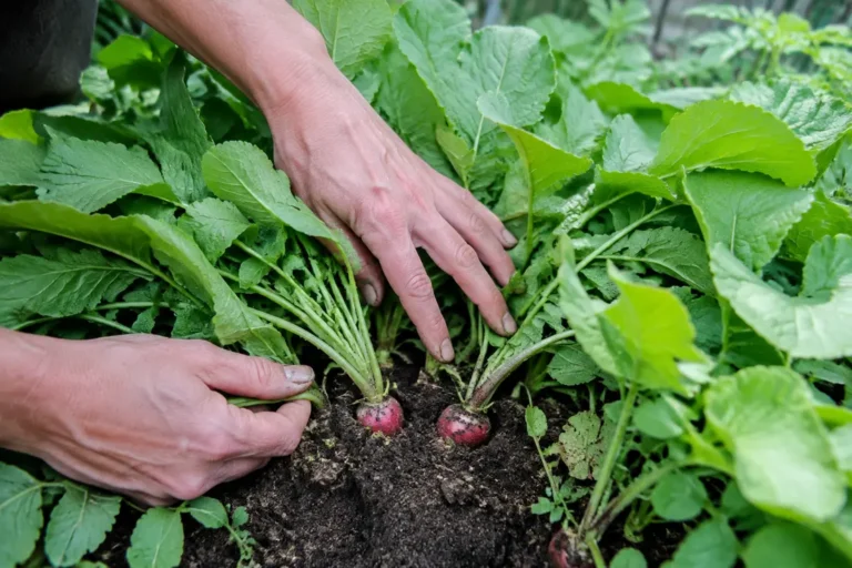 Jardinier observant des radis ne grossissent pas avec de grandes feuilles vertes dans un potager