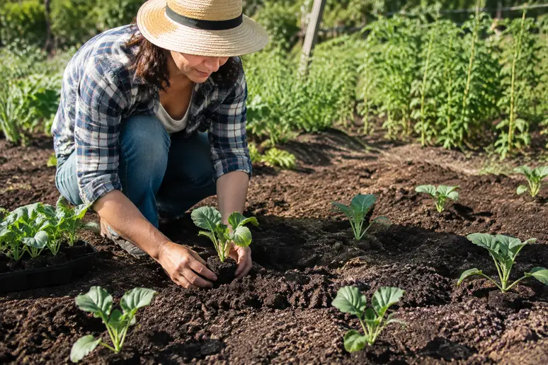 Plantation de jeunes plants de brocoli en pleine terre en respectant l'espacement.