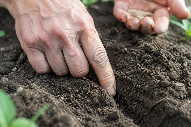Mains traçant un sillon superficiel dans la terre fine pour le semis des carottes
