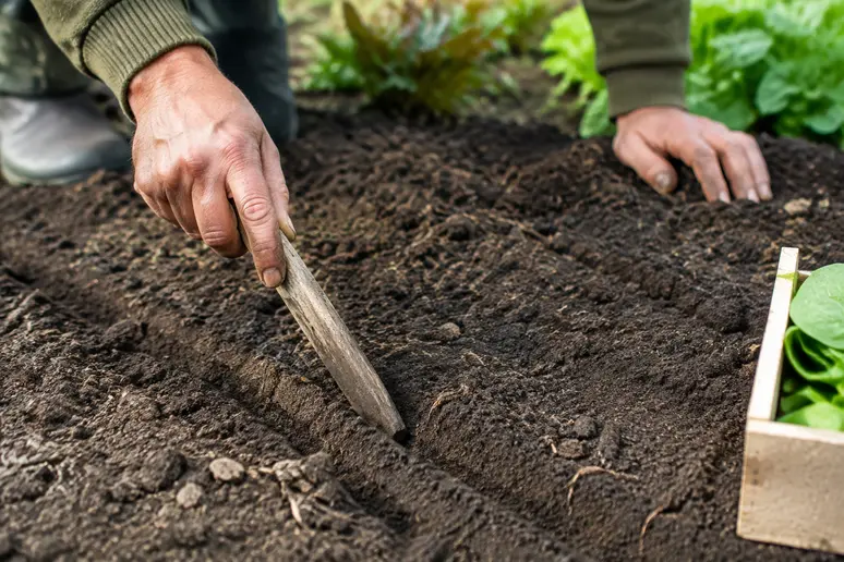 Mains traçant des sillons réguliers dans la terre pour le semis épinard en pleine terre