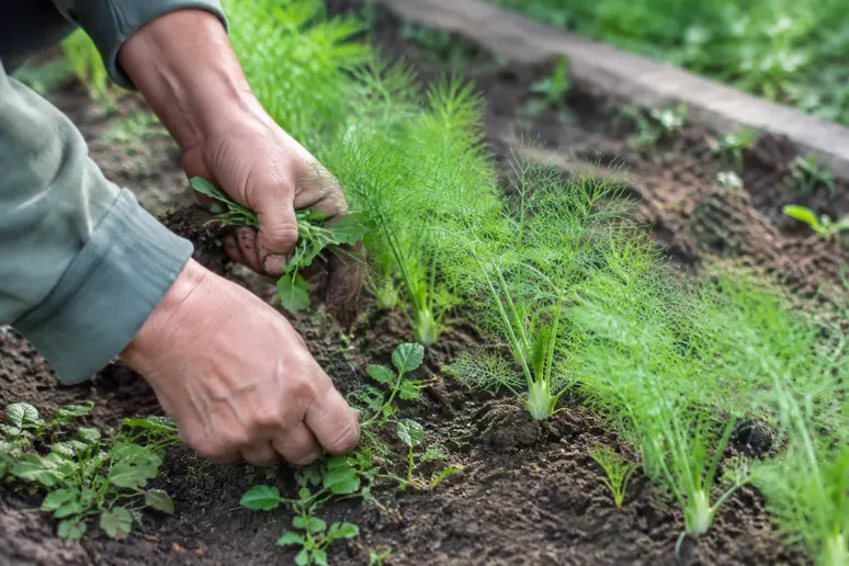 Mains d'un jardinier désherbant une ligne de jeunes plants de fenouil au potager