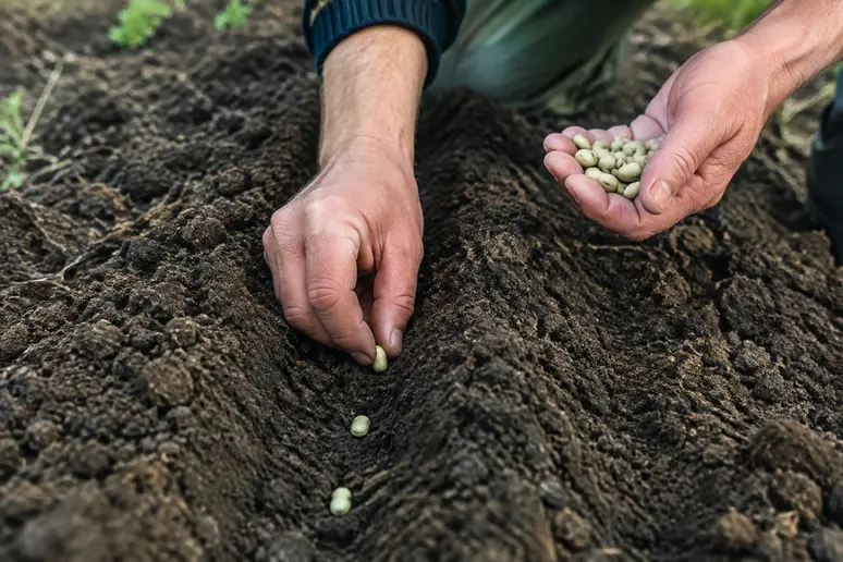Mains de jardinier déposant des graines de fèves dans un sillon de terre meuble.