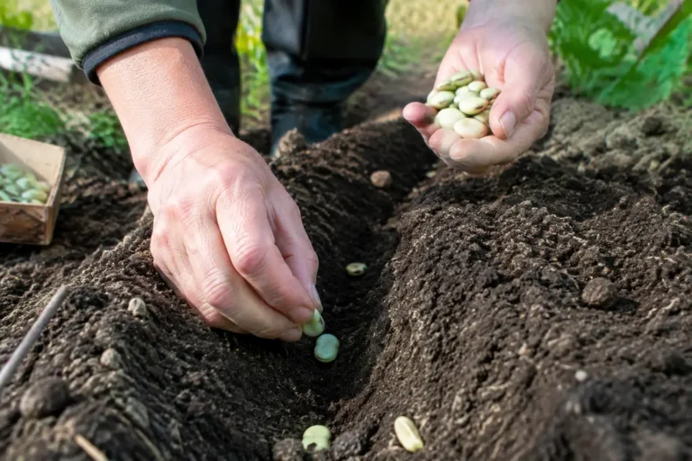 Un jardinier dépose des graines de fèves dans la terre pour effectuer un semis fèves au potager.