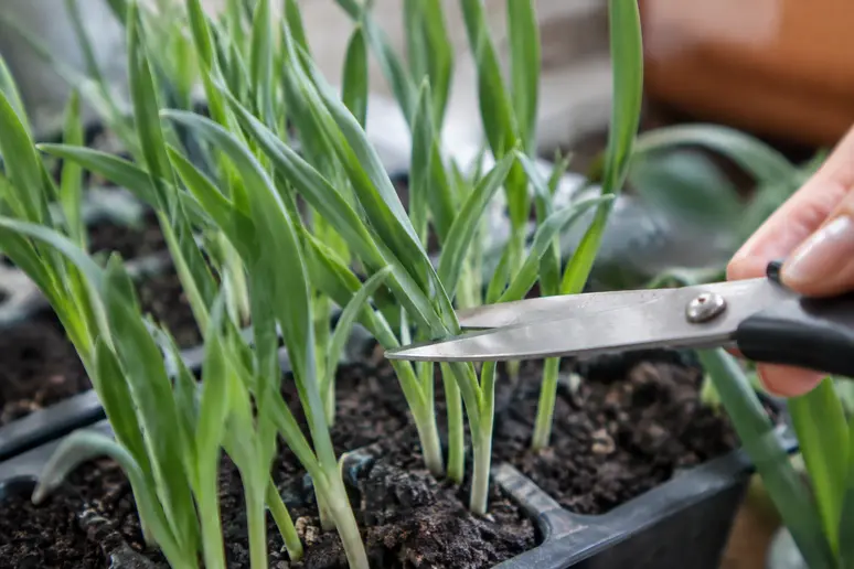 Ciseaux taillant d'un tiers les feuilles de jeunes plants de poireaux avant le repiquage