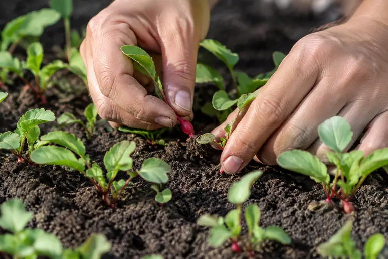 Jardinier effectuant l'éclaircissage des jeunes plants de radis pour laisser de l'espace.