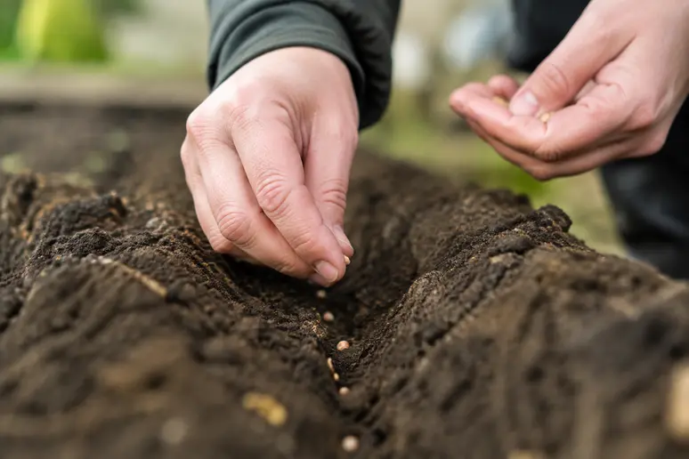 mains de jardinier espaçant délicatement des graines pour un semis de roquette en ligne