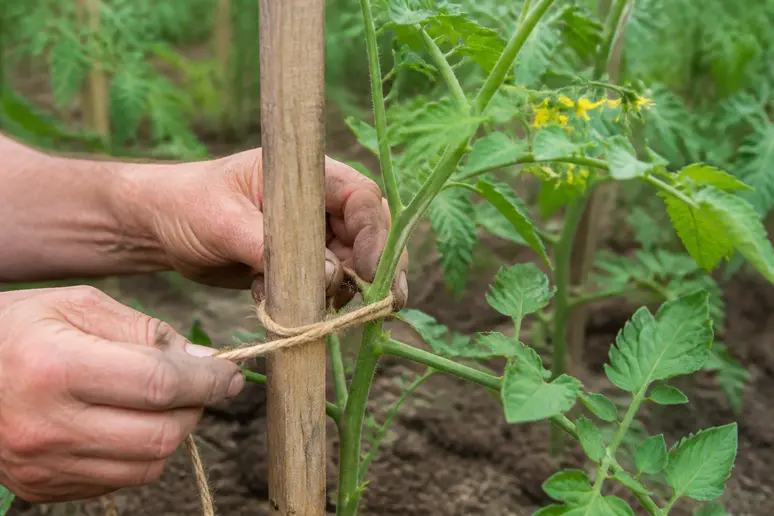 Jardinier attachant une tige de tomate ananas à un tuteur solide dans le potager