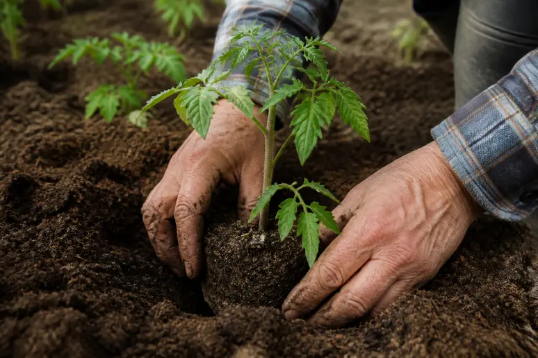 Mains plantant un jeune plant de tomate ananas dans un sol riche et meuble