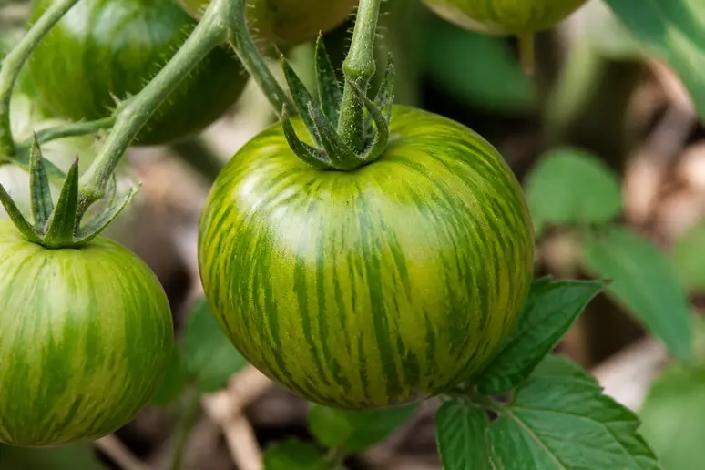 Gros plan sur une tomate Green Zebra montrant sa peau verte zébrée de jaune