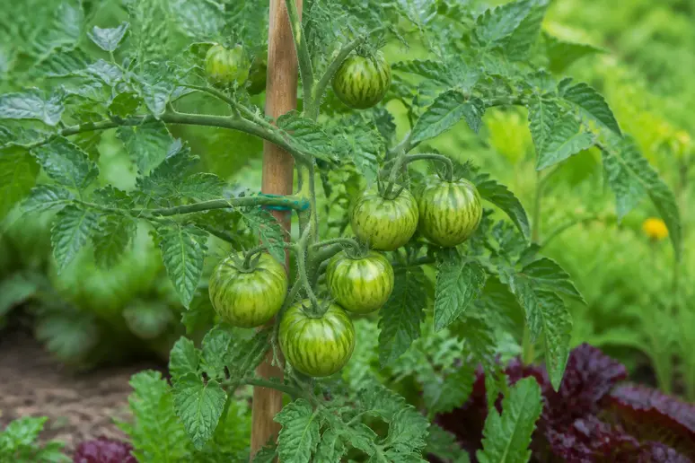 Plant de tomate Green Zebra en potager avec des fruits bien formés sur les tiges