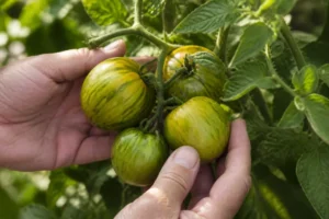 Jardinier inspectant des fruits mûrs lors de la tomate green zebra culture dans un potager