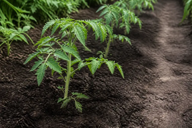 Pieds de tomates espacés dans le potager pour éviter le mildiou