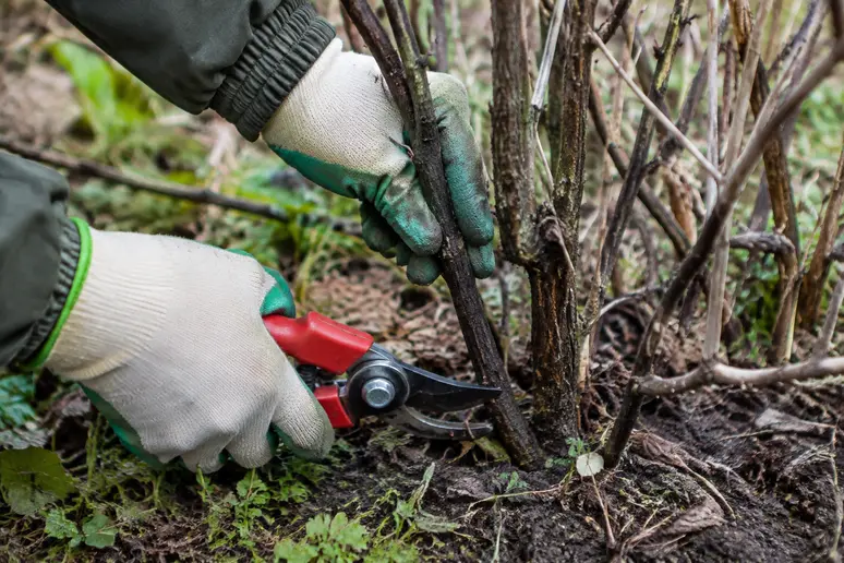 Mains de jardinier coupant une vieille branche sombre d'un cassissier à la base avec un sécateur