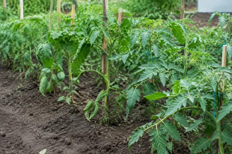 Plantes de tomates issues d'un ressemis de graines hybrides f1 montrant une forte hétérogénéité
