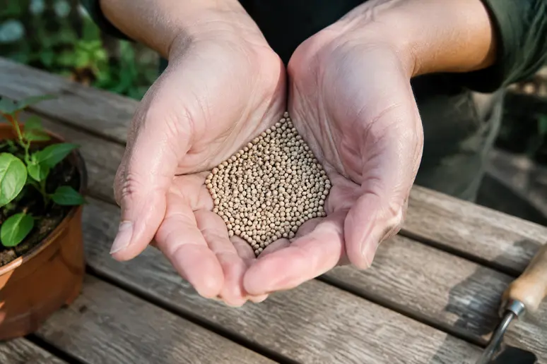 Graines hybrides f1 sélectionnées pour leur homogénéité et leur vigueur au jardin