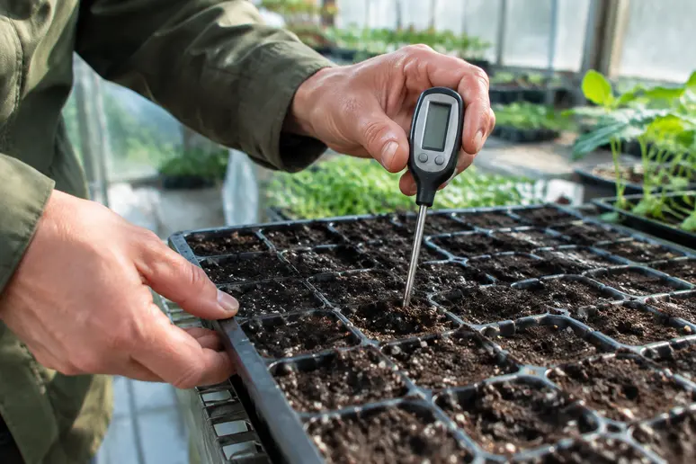 Mesure de la température du terreau avec un thermomètre digital pour surveiller les conditions de germination.