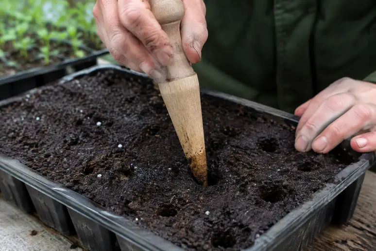 Perçage de petits trous peu profonds dans le terreau pour adapter la profondeur des graines.
