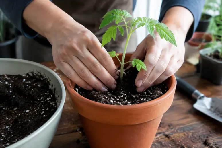 Repiquage d'une plantule étirée sous lampe horticole semis avec ajout de terreau