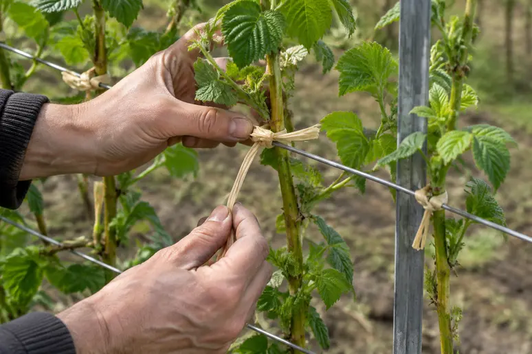 Mains attachant des cannes de framboisier à l'aide de liens souples sur une haie verticale.